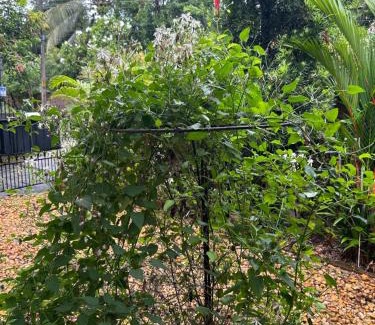 Edapalli Casa | Mango Tree villa by Zoliva