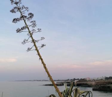Capitolo Casa | Mariposa verde