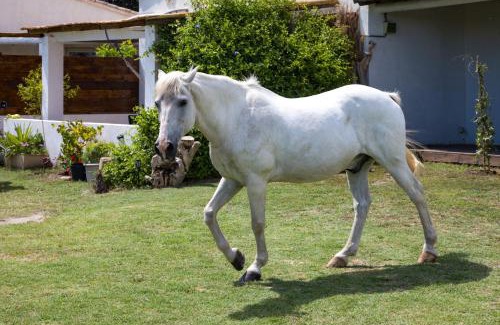 Saintes-Maries-de-la-Mer Casa | Mas des Cypres-Ensemble de 4 Mazets