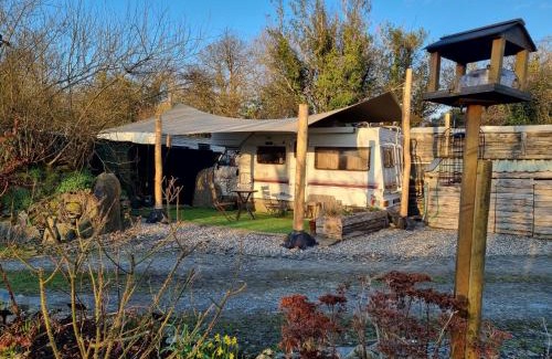 Crymych Otro | Mehefin Coed c/o llwyn Celyn