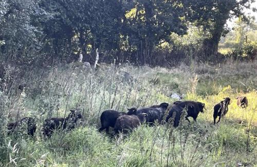 Plouec-du-Trieux Apartamento | Menhirs et Moutons Ouessant