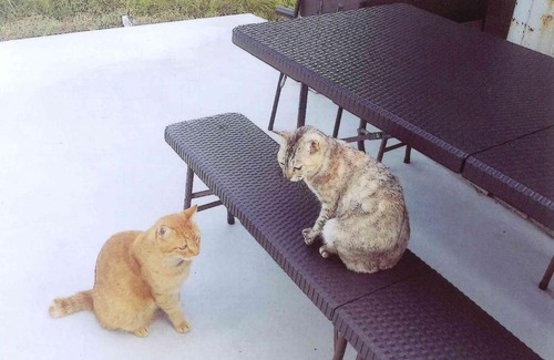 Kamiamakusa Casa | Minshuku Hiro - Vacation STAY 84405v