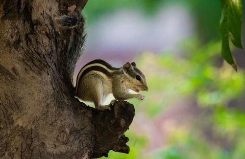 Jalandhar Villa | Modern 3-bedroom luxury villa in nature's lap