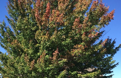 Whitefield Condominio | Condominio moderno de diseño abierto cerca de Bretton Woods y Mountainview Grand Hotel