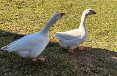 Moieciu Cabina | Mont Crai