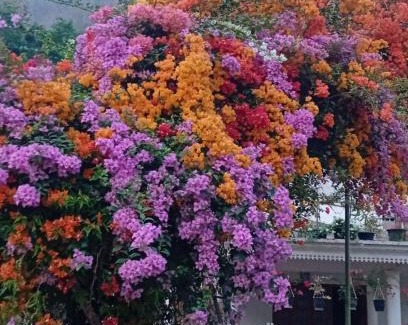 Kedavur Casa | Moon moon Garden