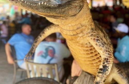 Homosassa Alquiler De RV | Nature coast camping