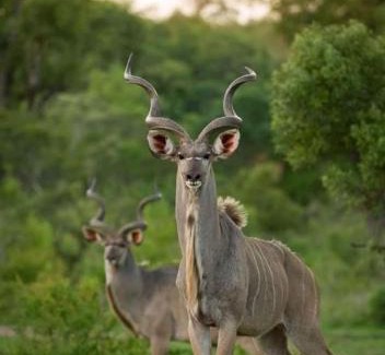 Nelspruit Cabina | @Nature Luxury Cottages