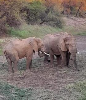 Kareeberg Casa | Ndlovu 41 inside the Dinokeng Big 5 Game Reserve