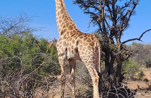 Kareeberg Casa | Ndlovu 41 inside the Dinokeng Big 5 Game Reserve