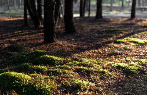 Kaunas County Cabina | Nemunas Glamping