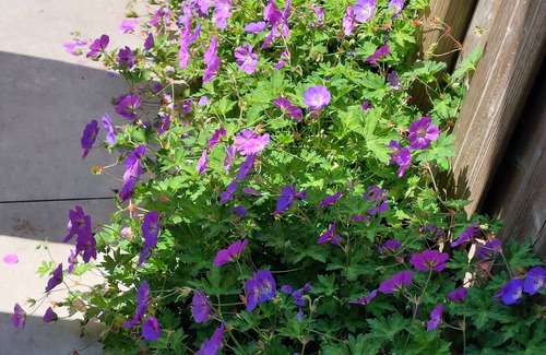 Aagtekerke Casa | Neues Ferienhaus an der Küste Zeelands |Aagtekerke