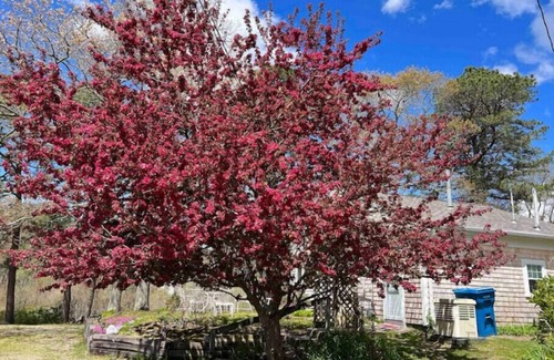 East Falmouth Cabaña | NEW! Nature's Nook Peaceful Cottage Close to All