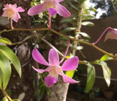 Udunuwara Casa | New Toropi Homestay