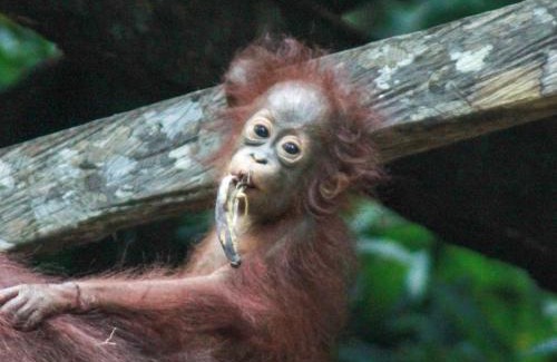 Kumai Alquiler De Eote | Orangutan Borneo Tour Tanjung Puting