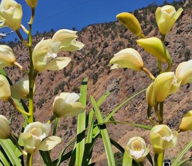 Dirang Casa | Orchid Valley Homestay