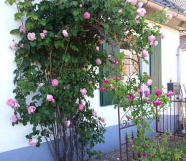 Zeddam Casa | Oude woonboederij/old farmers house/typ. NL-Bauernhaus