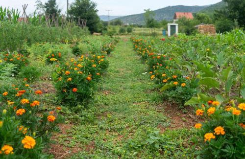 Mostar Cabina | OZ - Obecana Zemlja Permaculture Homestead