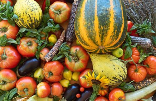Mostar Cabina | OZ - Obecana Zemlja Permaculture Homestead