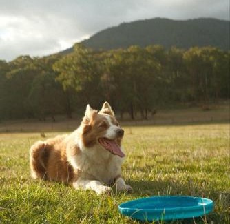 Wesburn Casa | Paddock & Peak by Tiny Away