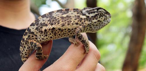 Polokwane Apartamento | Pan's Breeze Overnight Accommodation