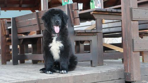 Bran Hotel | Pensiunea Casa Nostalgia