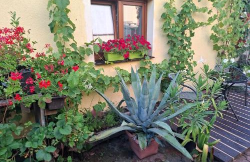 Jindrichuv Hradec Casa | Penzion Many Peny