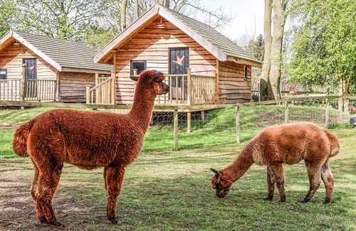 Bedale Cabaña | PHEASANT, romantic, with a garden in Bedale