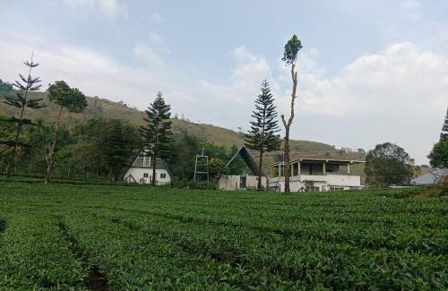 Elappara Casa | Pine Trees Home Holidays