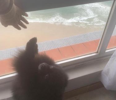 Pitangueiras Apartamento | Pitangueiras Condomínio Sobre as Ondas