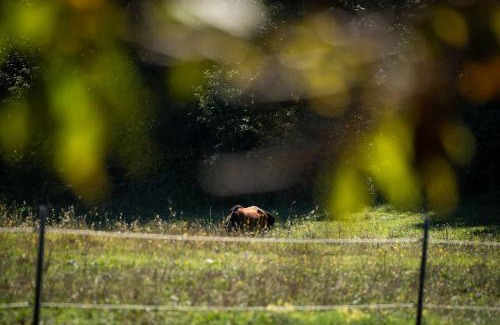 Canonica Cama Y Desayuno | Poggio delle Ginestre