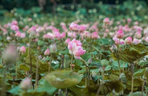 Russei Luk Casa | Pomelo Travel Outpost Cambodia ដំណាក់ភ្នំក្រោម