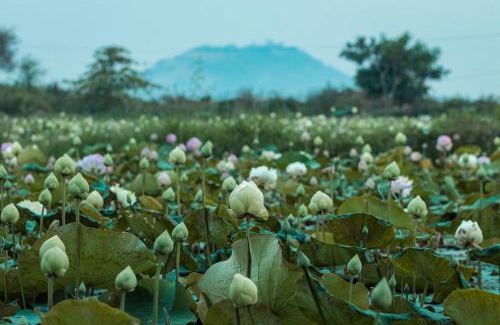 Russei Luk Casa | Pomelo Travel Outpost Cambodia ដំណាក់ភ្នំក្រោម