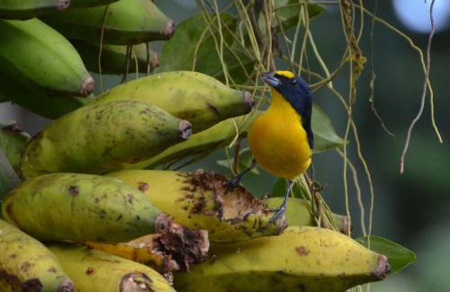Bijagua Cama Y Desayuno | Posada Río Celeste La Amistad