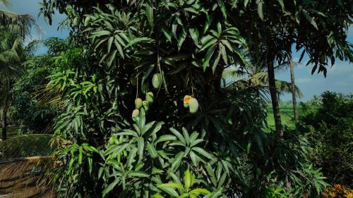 Talala Casa | Prashiv farm stay