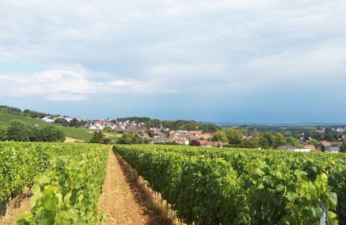 Ruemmelsheim Casa | Prestigio que vive al pie del viñedo (a solo 10 minutos de Bingen am Rhein)