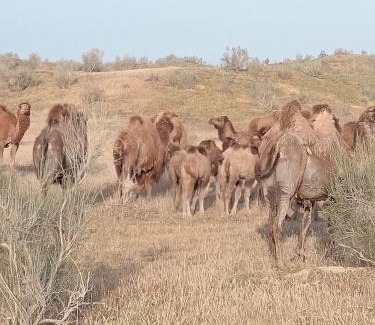 Nurata District Hotel | Qizilqum Safari Yurt Camp