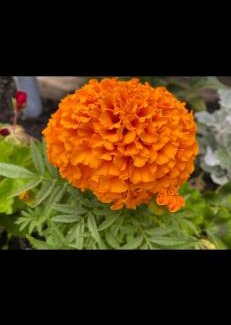 Oakville Casa | Quiet and Comfortable Homestay