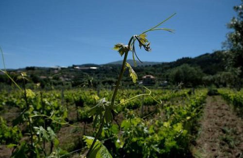 Seia Casa | Quinta de Vodra