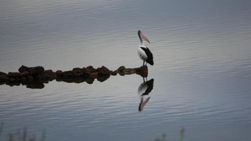 Pelican Lagoon Casa | Ratcliff Cottage
