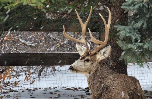 Castle Pines North Apartamento | Mountain + City View Sanctuary walking trails mother in law suite