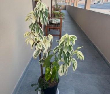 Alto Sao Bento Apartamento | Residencial Lara 6