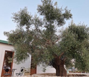 Noci Cama Y Desayuno | Resort Masseria Cecato