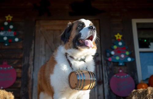 Cecil Casa | Rural life on a real Christmas tree farm! Hallmark experience!