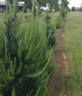 Cecil Casa | Rural life on a real Christmas tree farm! Hallmark experience!