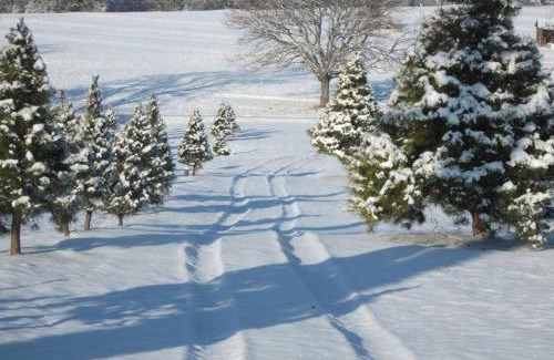 Cecil Casa | Rural life on a real Christmas tree farm! Hallmark experience!