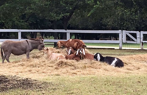 Glen Rose Cabina | Familia cabaña de río país