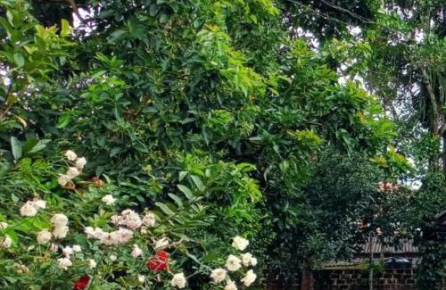 Sulthan Bathery Casa | SAN VILLA