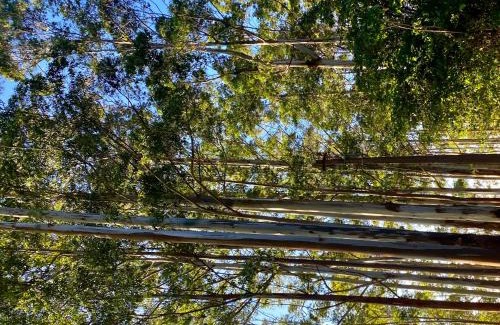 Vattakanal Casa | Sanjuktha's Wood House Vattakanal