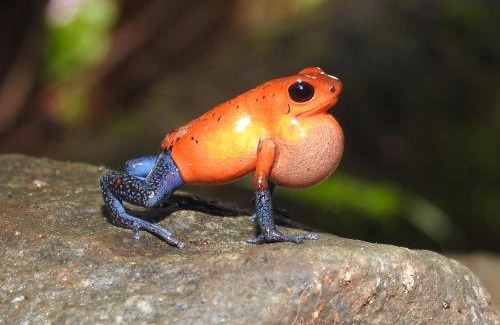 Valle Azul Casa | Santuario de Ranas - Explora nuestro paraíso natural